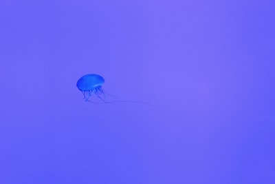 蓝色的水母

